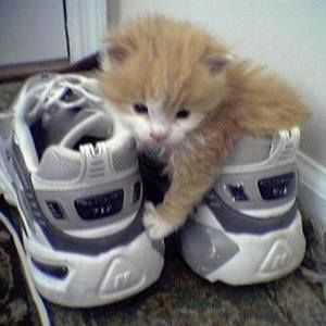 Meet your Posher, Levi